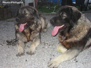 Fury et Furko 23 months
